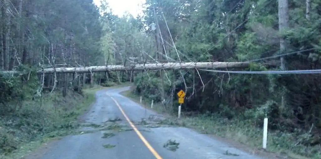 Lessons Learned for Businesses from the "Windstorm on Steroids"